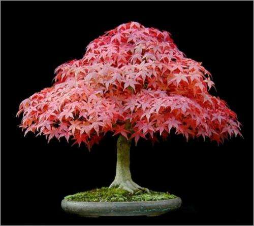 Bonsai Tree's of the World - 14 Varieties - 100 Fresh Seeds from around the globe - Package Deal