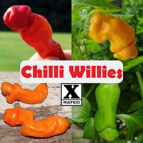 *** Rude & Rare ***  Yellow, Red and RARE Orange Chilli Willies, Peter Peppers - Capsicum Annuum