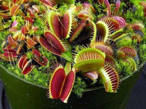Venus FlyTrap - Dionaea muscipula - Carnivorous Plant - 10 Seed Pack - Insectivorous Plants