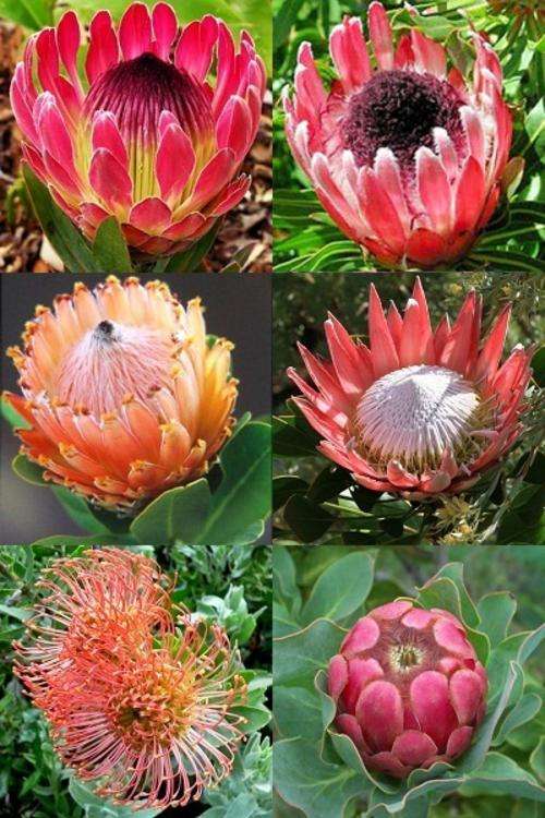 South African Protea Collection - 6 Protea Varieties - 30 Seeds - Indigenous Shrub Package Deal