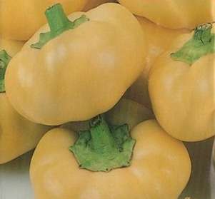 Hungarian White Apple Chilli Pepper - Capsicum Annuum - Unique - 10 Seeds - Vegetable