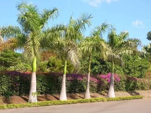 Cuban Royal Palm - Roystonea Regia - 5 Seed Pack - Tropical