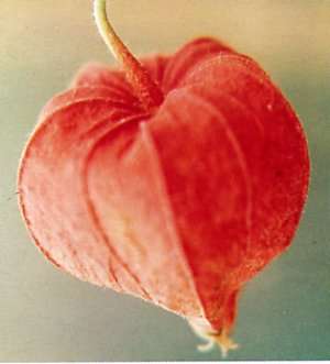 Chinese Lantern - Strawberry Ground Cherry - Physalis Alkekengi v Franchetii - 30 Seeds - Fruit