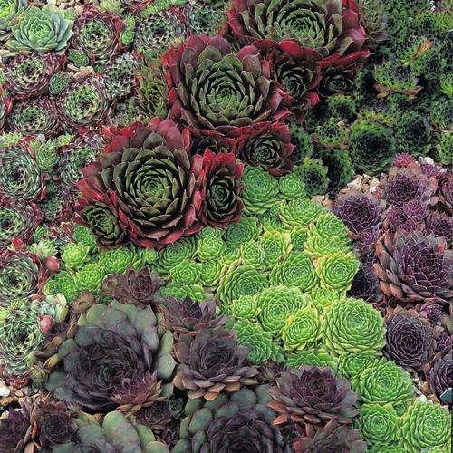 Sempervivum Mixed Species - Liveforever / Houseleeks - 20 Seeds - Exotic Succulents