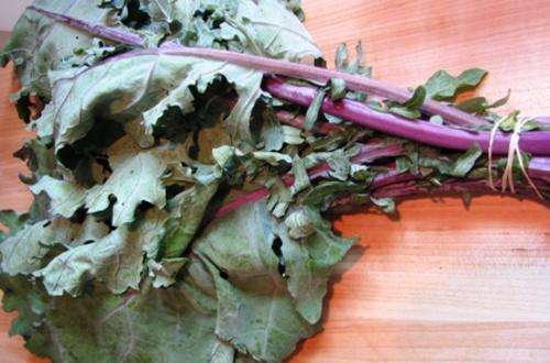 Red Russian Kale - Brassica Oleracea - Unique - 100 Seeds - Vegetable - Heirloom