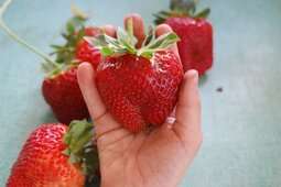 *** RARE *** GIANT Strawberry *** Fragaria A. Maximus - Fruit - 5 Seeds