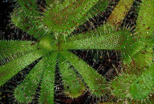 *** NEW *** Drosera Pauciflora - S Africa Carnivorous Sundew - 5 Seeds