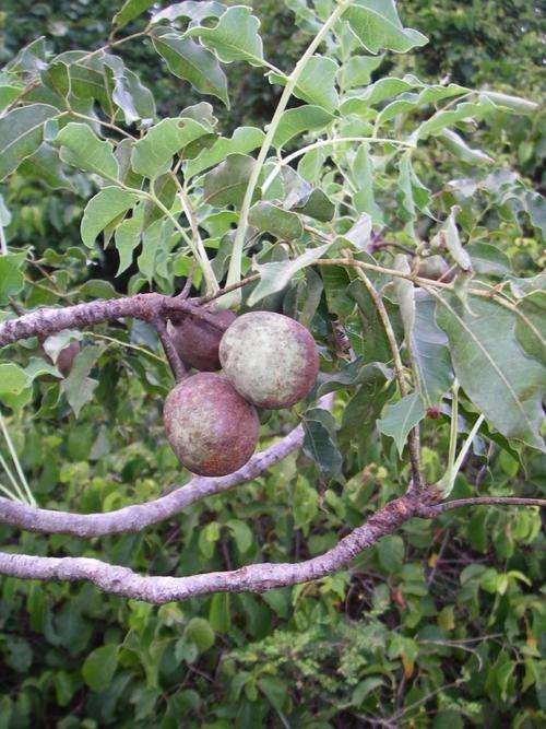 *** NEW *** Marula / Maroela Tree - Sclerocarya Birrea ssp Caffra - 10 Seeds - Indigenous Fruit Tree