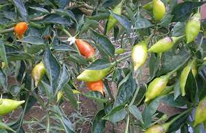 *** NEW & RARE *** Habanero Arbol - Tree Habanero Chilli Pepper - 5 Seeds - Capsicum Chinense