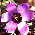 Romulea Atrandra - Indigenous South African Bulb - 20 Seeds