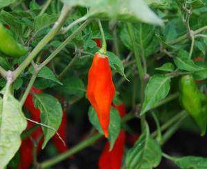Hot Paper Lantern - Capsicum Chinense - Very Rare & Firey Hot Chilli Pepper - 10 Seeds
