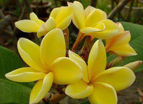 Plumeria "Siam Gold" - Frangipani - Exotic Succulent - 5 Seeds