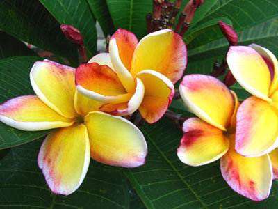 Plumeria "Golden Angle" - Frangipani - Exotic Succulent - 5 Seeds