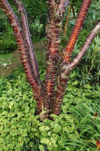 Shining Birch Bark Cherry Tree - Prunus Serrula Tibetica - Edible Fruit & Beautiful - 5 Seeds