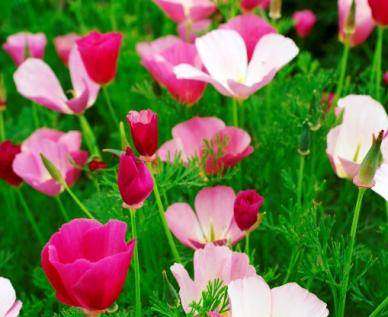 Purple Gleam California Poppy - Eschscholzia californica - Annual - Stunning Colours - 550 Seeds