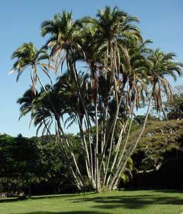 Wild Date Palm - Phoenix Reclinata - Indigenous - 10 Seeds