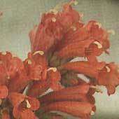 Streptocarpus Dunii - Indigenous Perennial - 5 Seeds - Unique & Beautiful