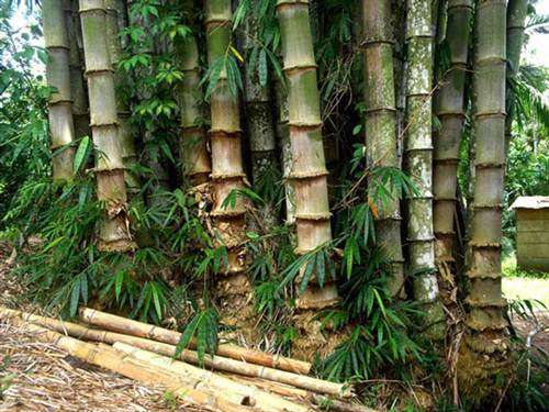 Dendrocalamus Asper - Black Asper Bamboo - 5 Seeds - Massive Range