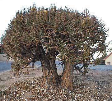 Aloe Ramosissima - Maidens Quiver Tree - RARE Succulent Tree - 10 Seeds