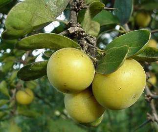Dovyalis Caffra - Evergreen Fruit - Indigenous Tree - 20 Seeds