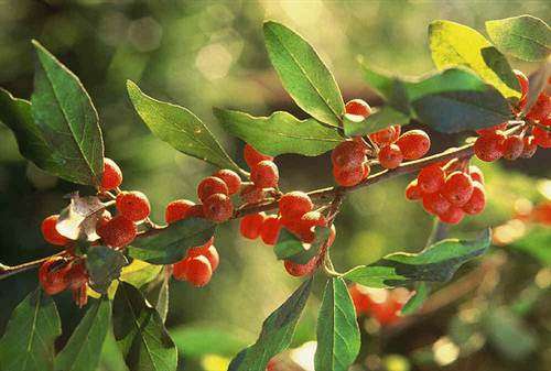Eleagnus Umbellata Cardinal - Japanese Silverberry - Shrub / Small Tree / Edible Fruit - 5 Seeds