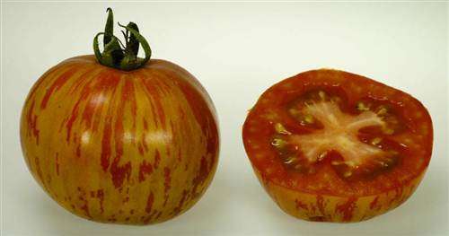 Red Zebra Tomato - Lycopersicon Esculentum - RARE Vegetable - 5 Seeds