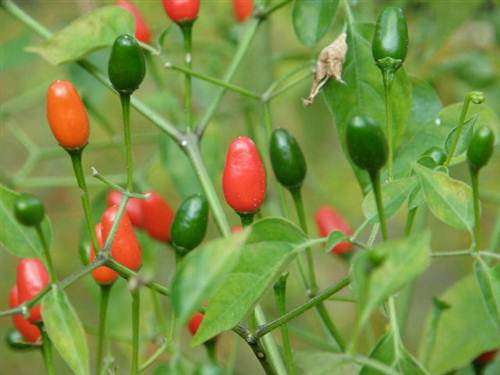 Pequin Pepper - Capsicum Frutescens - Bird Chilli / Vegetable - 5 Seeds