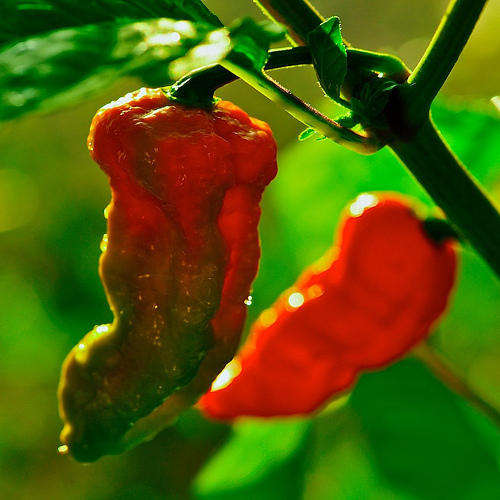 Bhut Jolokia - RARE & KILLER HOT - One of the Hottest Available Chilli Peppers!!! - 5 Seed Pack