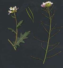 Wild Rocket - Diplotaxis Erucoides - Arugula - White Rocket - Culinary Herb - 50 Seeds