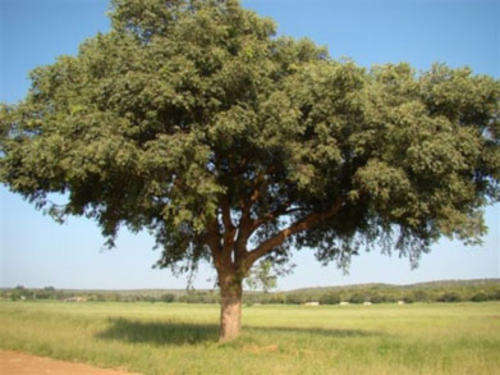 *** NEW *** Marula / Maroela Tree - Sclerocarya Birrea ssp Caffra - 5 Seeds - Indigenous Fruit Tree