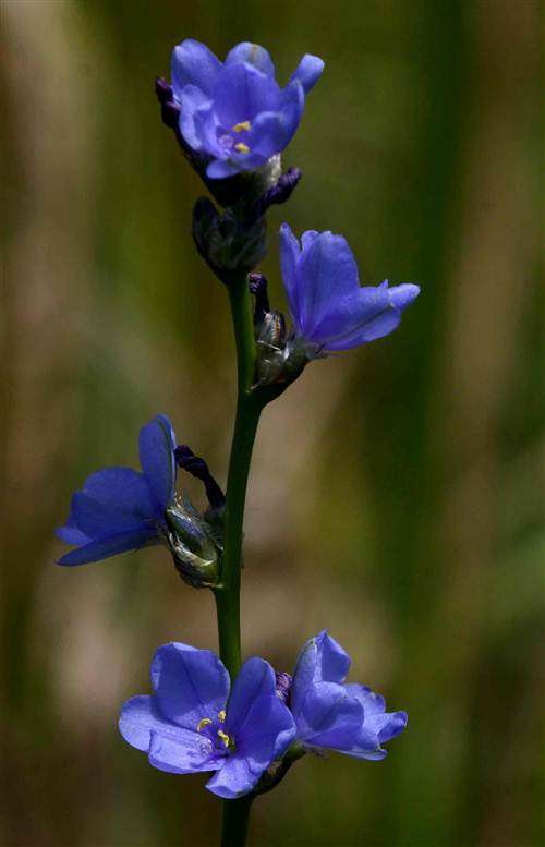 Aristea Woodii - 10 Seeds - Indigenous Bulbous Plant - Stunning