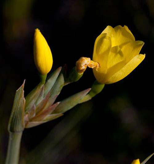 Bobartia Gladiata - 5 Seeds - " Biesiesroei " - Indigenous Bulb - Massive Range