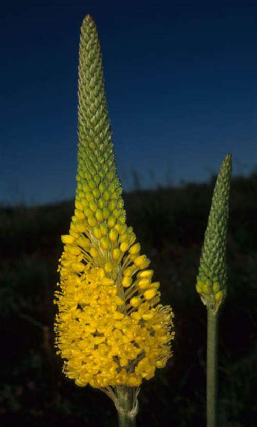 Bulbinella Elegans - 5 Seeds - " Voelneskatstert " - Indigenous Bulb - Worldwide Shipping