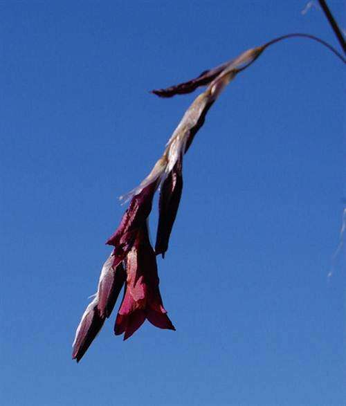 Dierama Dissimile - 10 Seeds - Indigenous Bulbous Plant - Wedding bells