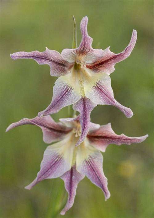 Gladiolus Liliaceus - 10 Seeds - Indigenous South African Bulb - Global Shipping