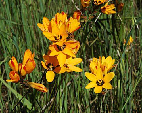 Ixia Maculata Seeds - Indigenous Bulbous Plant - International Shipping