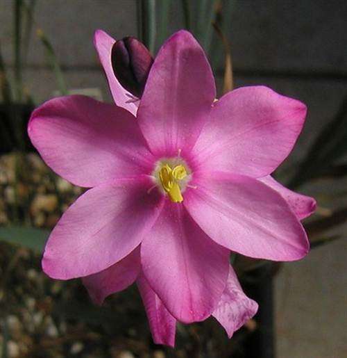 Ixia Trifolia Seeds - Indigenous South African Bulb - International Shipping