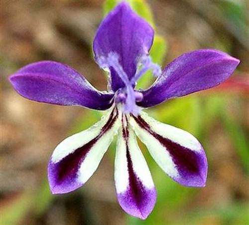 Lapeirousia Jacquinii - 10 Seeds - Indigenous South African Bulb - Massive Range