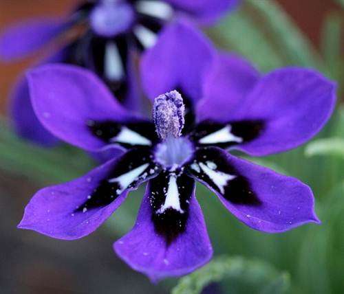 Lapeirousia Oreogena - 10 Seeds - Indigenous Bulbous Plant - Massive Range