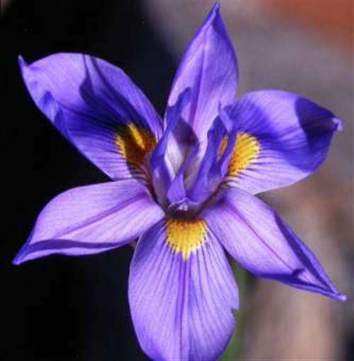 Moraea Polystachya Seeds - Indigenous South African Bulb - Worldwide Shipping