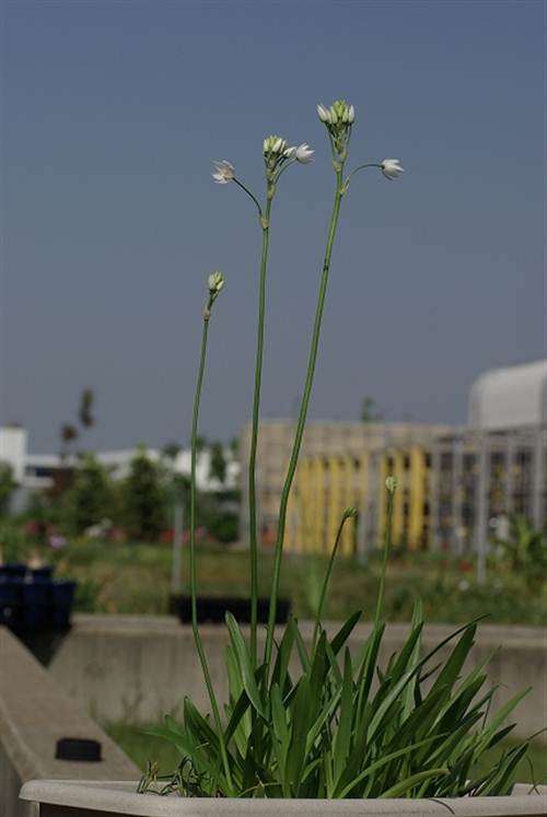 Ornithogalum Synanthifolium Seeds - Indigenous South African Bulb - International Shipping
