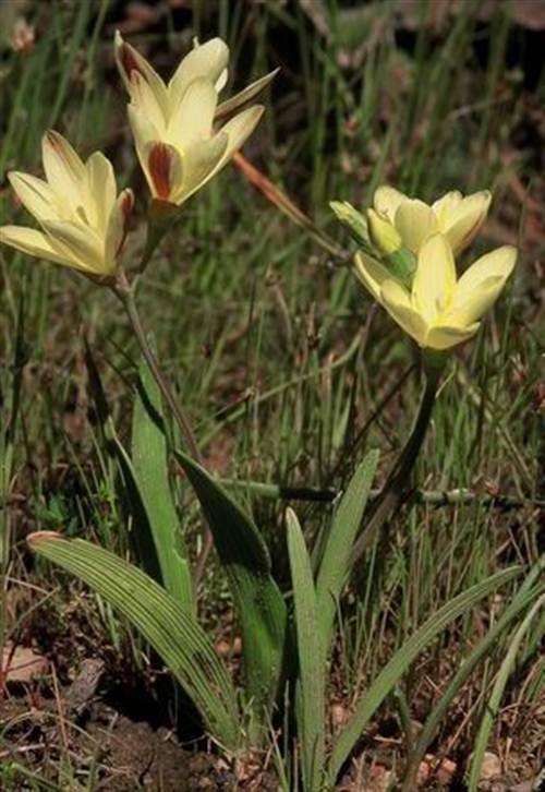 Sparaxis Fragrans Seeds - Indigenous Bulbous Plant - International Shipping