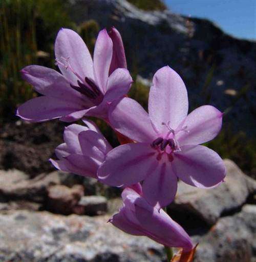 Watsonia Emiliae Seeds - Indigenous Bulbous Plant - Stunning