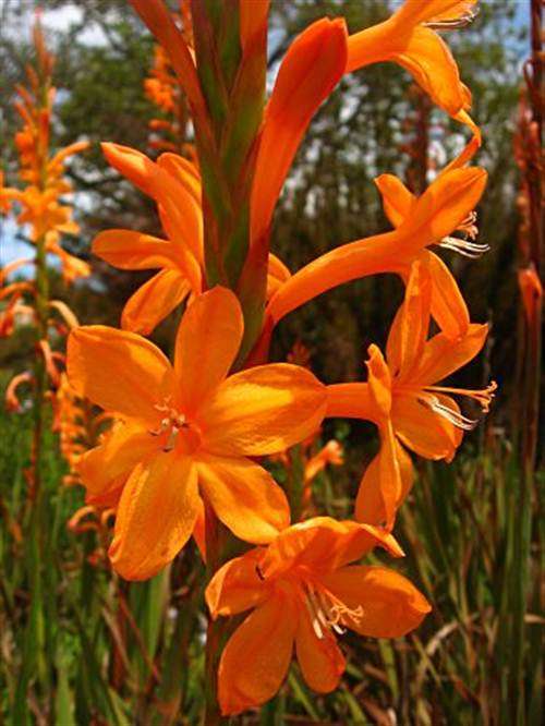 Watsonia Galpinii - 5 Seeds - Indigenous South African Bulb - Global Shipping