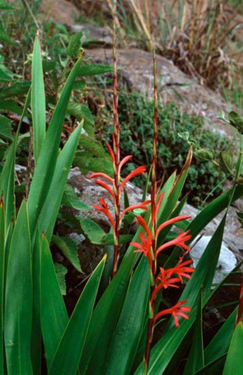 Watsonia Latifolia - 5 Seeds - Indigenous South African Bulb - Massive Range