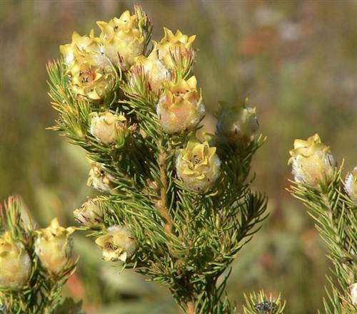 Leucadendron Laxum - 10 Seeds - Protea Family - Stunning