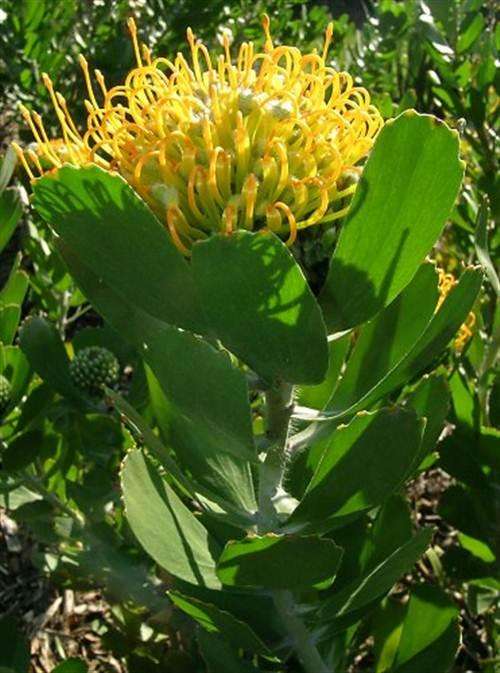 Leucospermum Praecox - 5 Seeds - Pincushion Protea - International Shipping