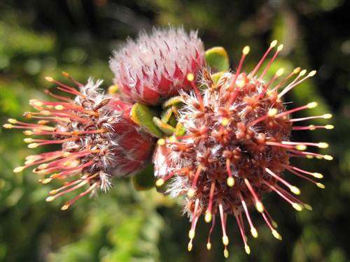 Leucospermum Truncatulum - 10 Seeds - Pincushion Protea - Worldwide Shipping