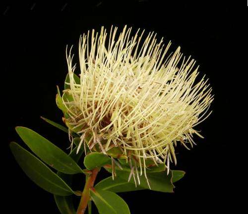 Protea Nitida - 10 Seeds - Protea Flower Shrub - Stunning