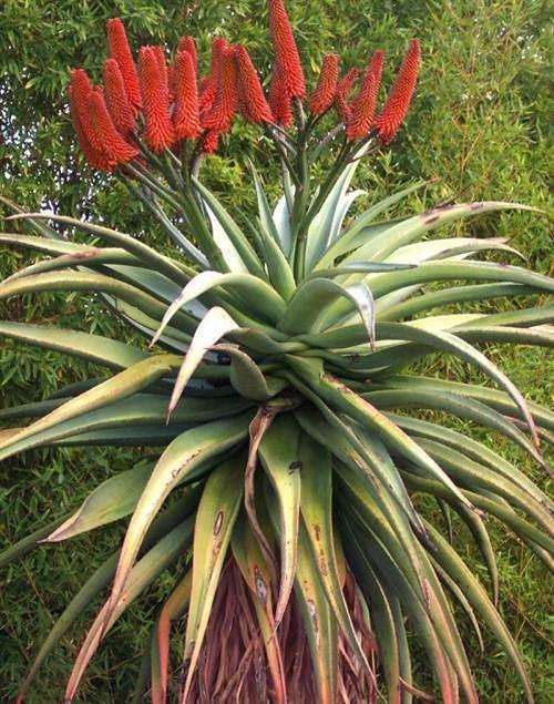 Aloe Excelsa - 10 Seeds - "Zimbabwe Aloe" Indigenous Succulent - Worldwide Shipping